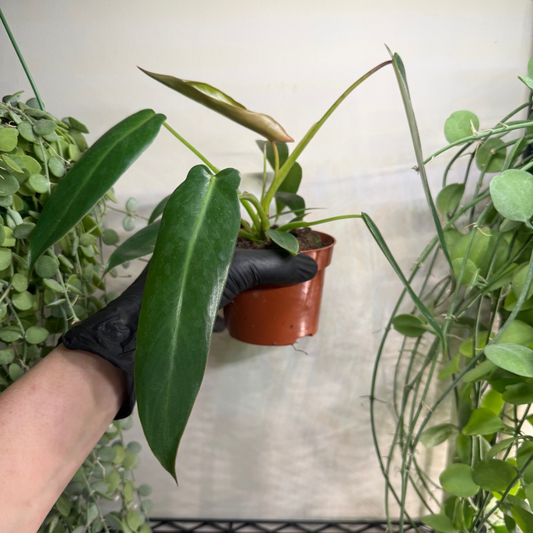 Philodendron spiritus-sancti 10.5cm - #2