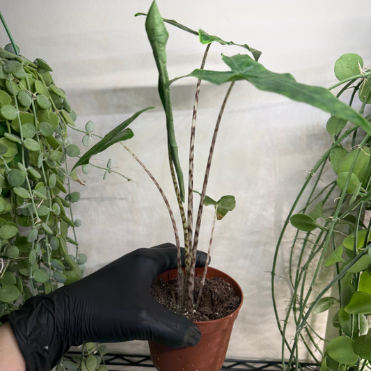 Alocasia zebrina 'Reticulata' 10.5cm - #2