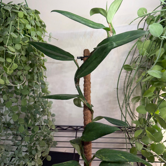 Rhaphidophora elliptica 'Aurea Variegata' 10.5cm - #2