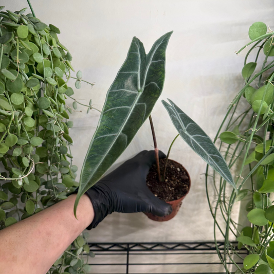 Alocasia longiloba 'Silver' 10.5cm - #2
