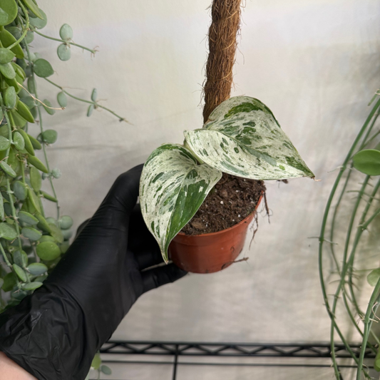 Epipremnum pinnatum 'Cebu Blue Variegata' 10.5cm - #2