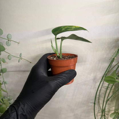 Scindapsus 'Jade Satin Variegata' 7cm - #2