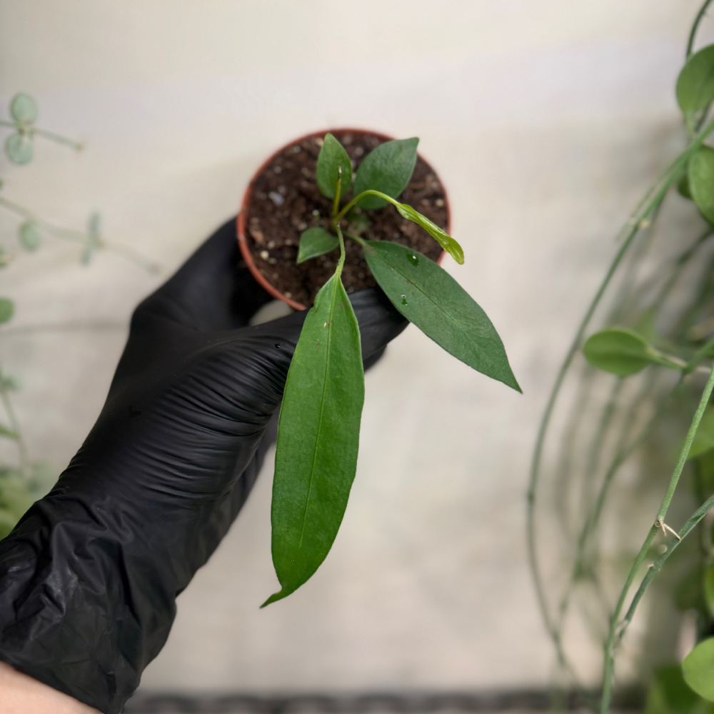 Anthurium wendlingeri 8cm - #1