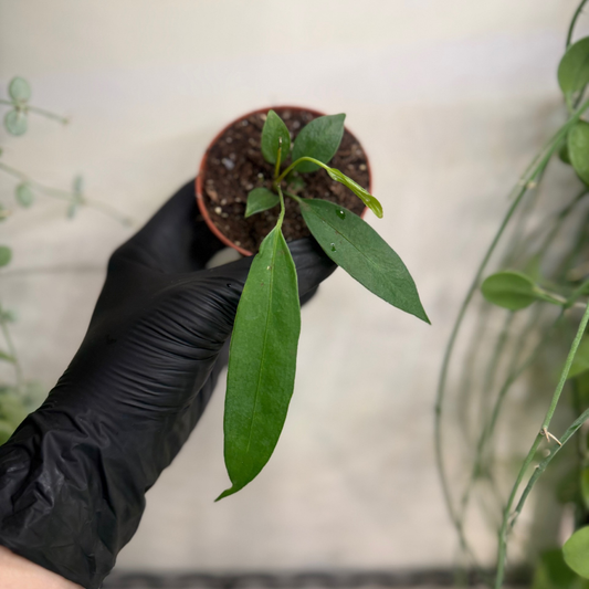 Anthurium wendlingeri 8cm - #1