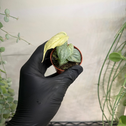 Amydrium medium 'Silver Variegata' 6cm - #2