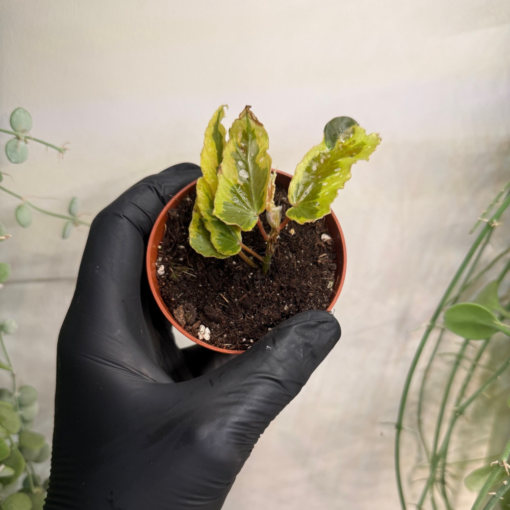 Begonia 'Dainty Spray Sport Variegata' 8cm - #2