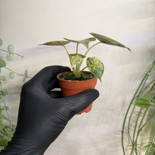 Alocasia wentii 'Variegata' 7cm - #2