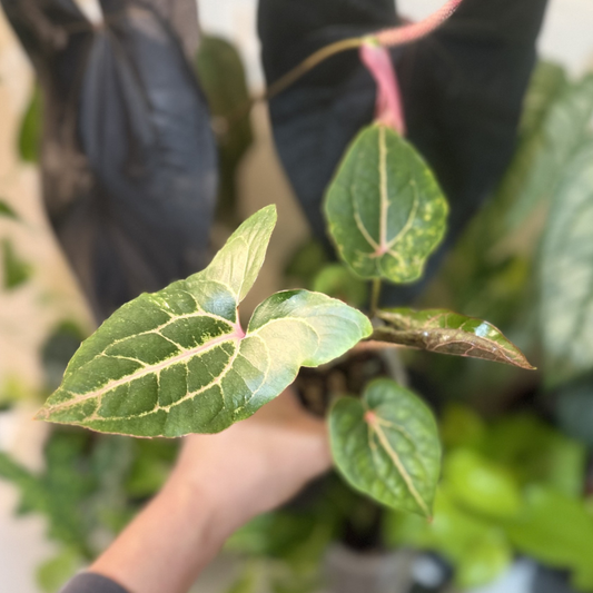 Cyrtosperma johnstonii (Alocasia 'Black Jack')