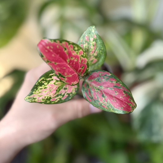 Aglaonema 'Red Valentine' - TLC