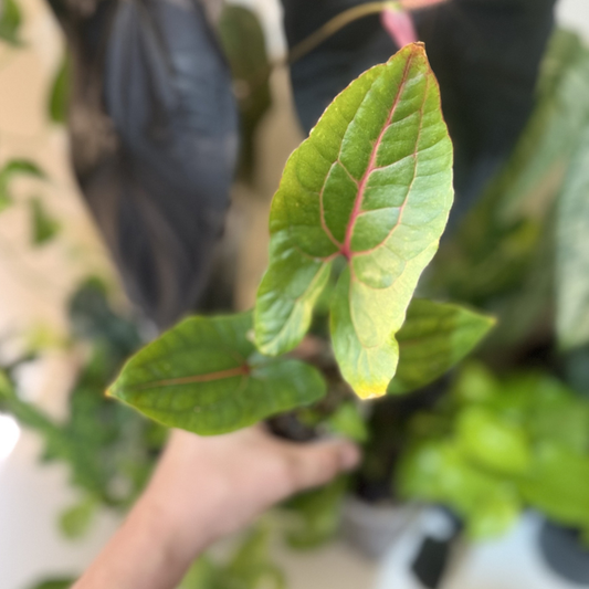 Cyrtosperma johnstonii (Alocasia 'Black Jack')