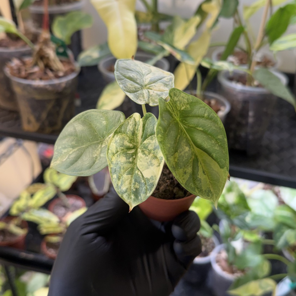 Alocasia 'Silver Dragon Variegated'