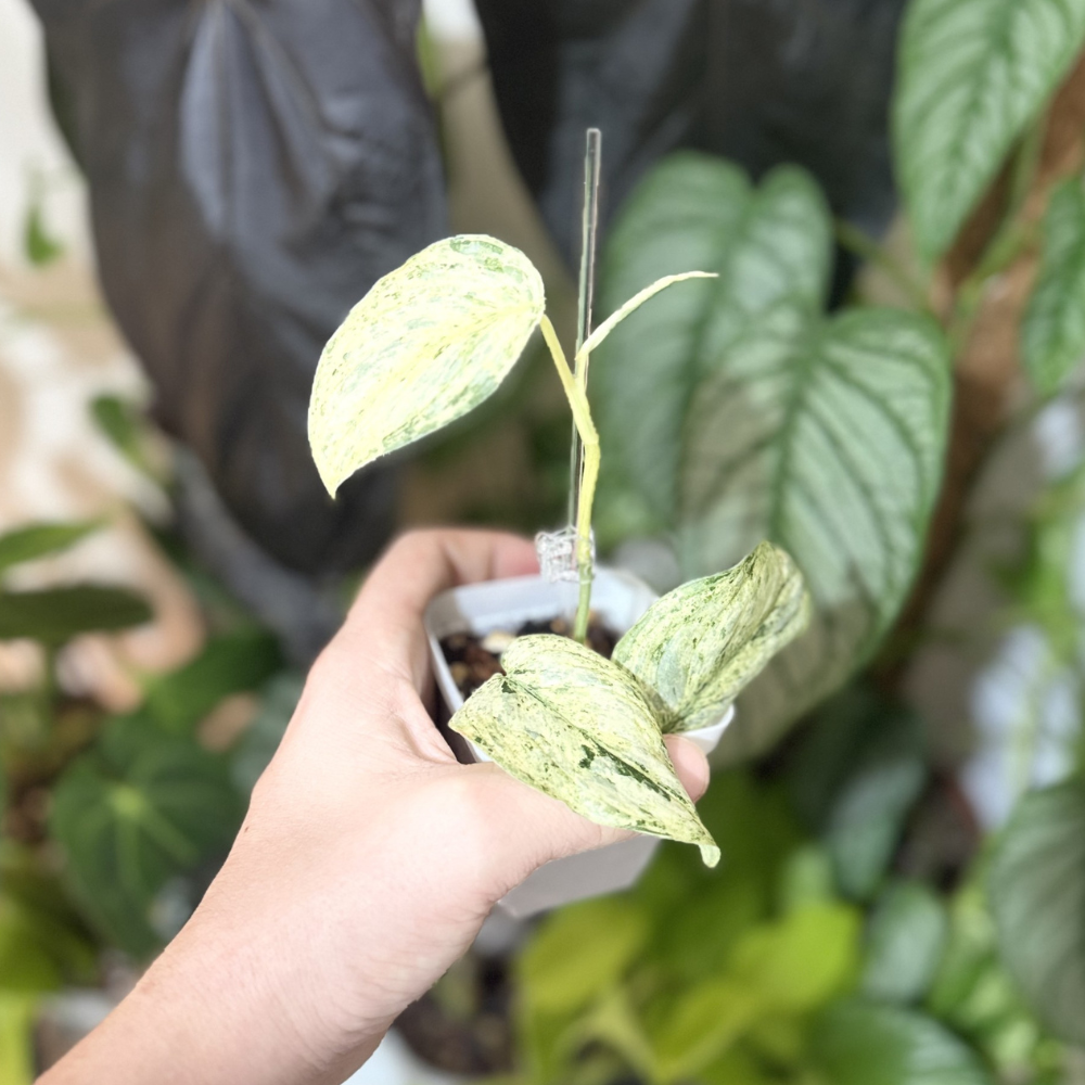Scindapsus 'Peasun'