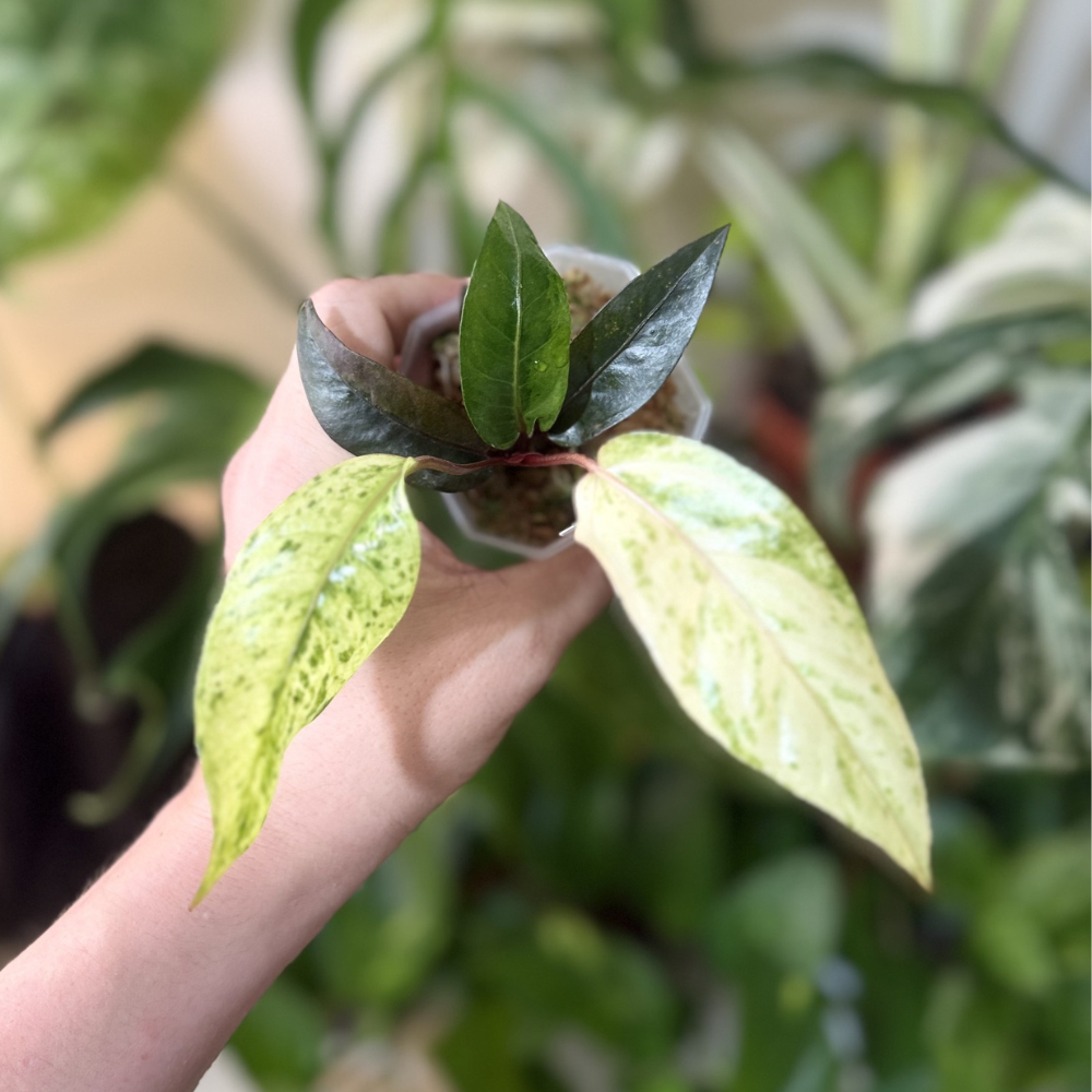 Anthurium hookeri 'Black Variegated'