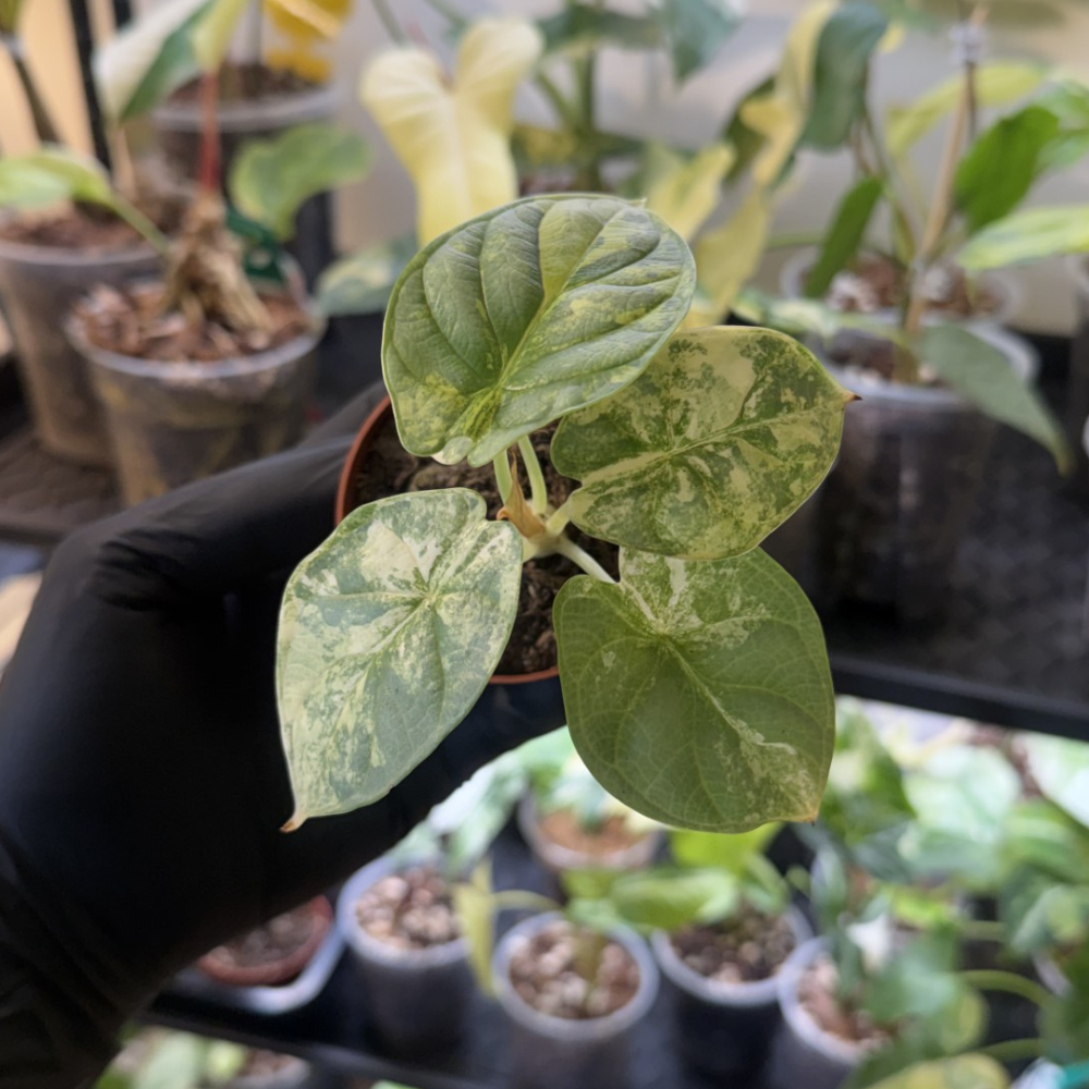 Alocasia 'Silver Dragon Variegated'