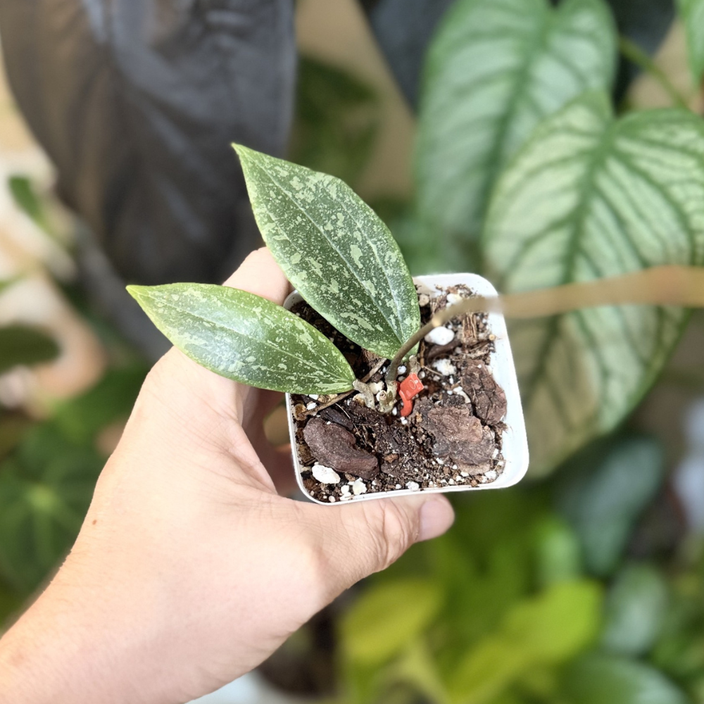 Hoya verticillata (wibergiae)