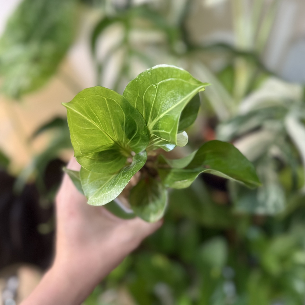 Anthurium 'Obor'