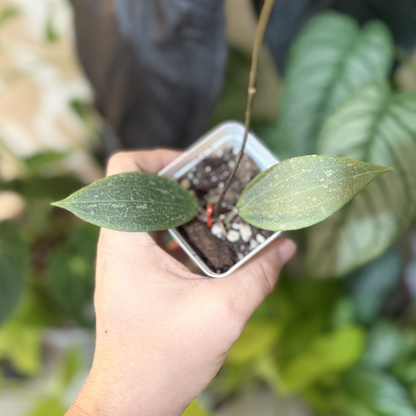 Hoya verticillata (wibergiae)