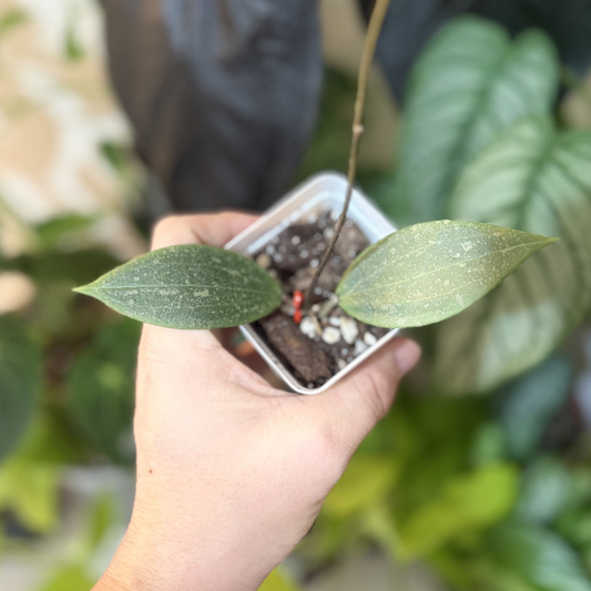 Hoya verticillata (wibergiae)