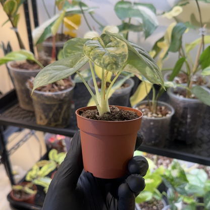 Alocasia 'Silver Dragon Variegated'