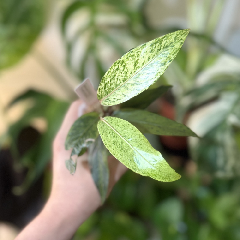 Anthurium hookeri 'Purple Variegated'