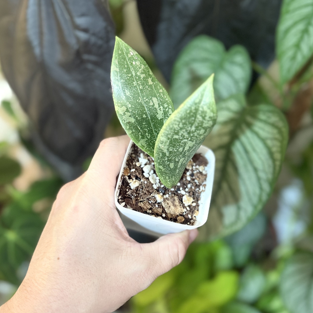 Hoya verticillata (wibergiae)