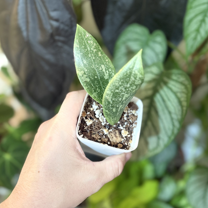 Hoya verticillata (wibergiae)