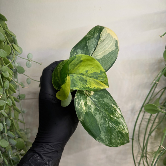 Scindapsus 'Jade Satin Variegata' 7cm - #3