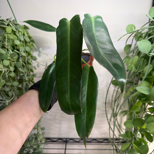 Philodendron spiritus-sancti 10.5cm - #3