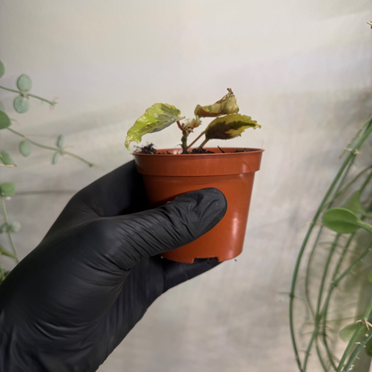 Begonia 'Dainty Spray Sport Variegata' 8cm - #2