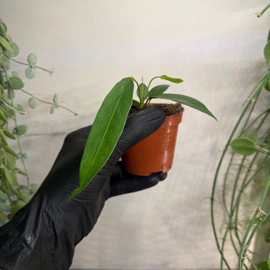 Anthurium wendlingeri 8cm - #1