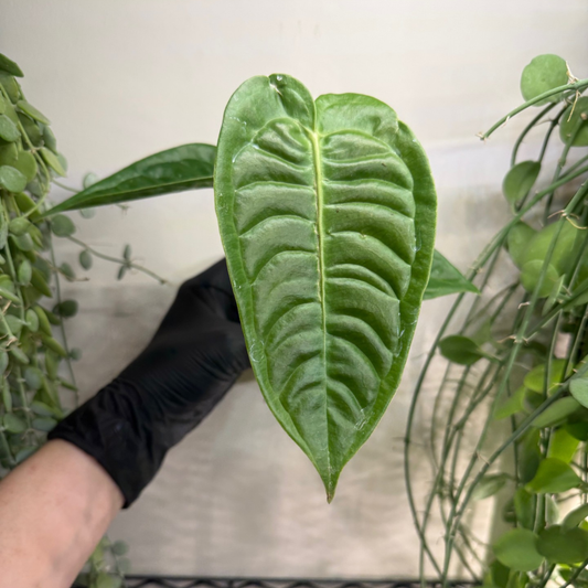 Anthurium veitchii 'Narrow' 8cm - #3