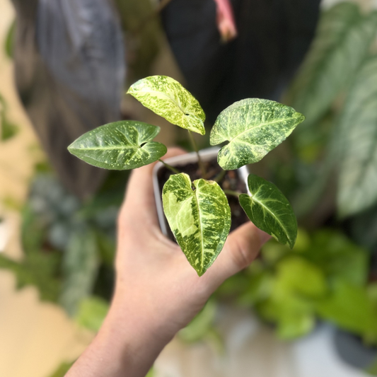 Syngonium 'Panda Galaxy'