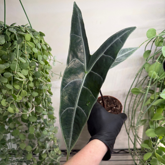 Alocasia longiloba 'Silver' 10.5cm - #3