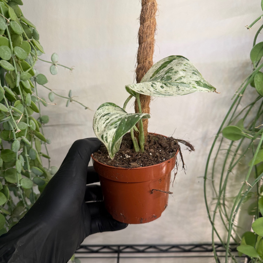 Epipremnum pinnatum 'Cebu Blue Variegata' 10.5cm - #2