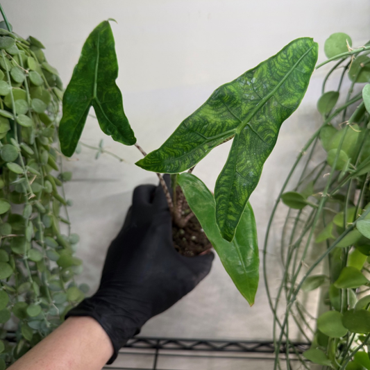 Alocasia zebrina 'Reticulata' 10.5cm - #3