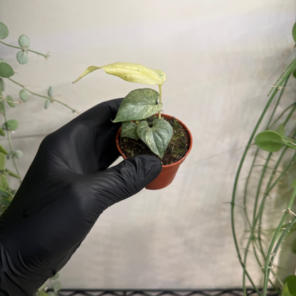 Amydrium medium 'Silver Variegata' 6cm - #2