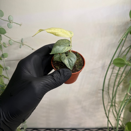 Amydrium medium 'Silver Variegata' 6cm - #2