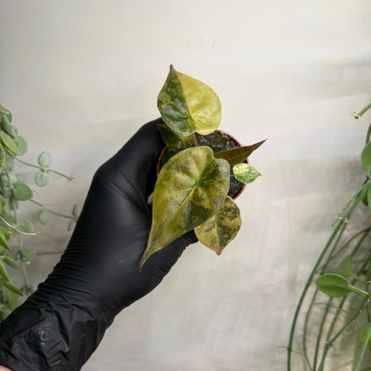 Alocasia wentii 'Variegata' 7cm - #3