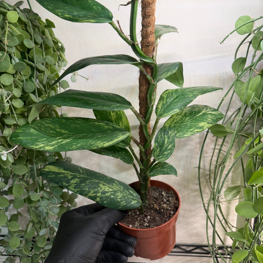 Rhaphidophora elliptica 'Aurea Variegata' 10.5cm - #3