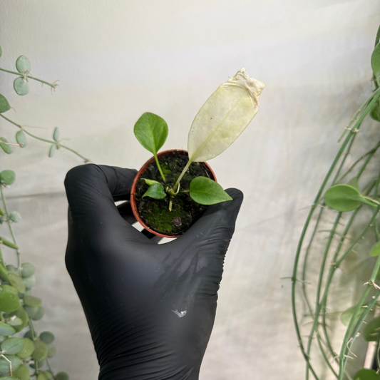 Anthurium vittariifolium 'Variegata' 6cm - #3