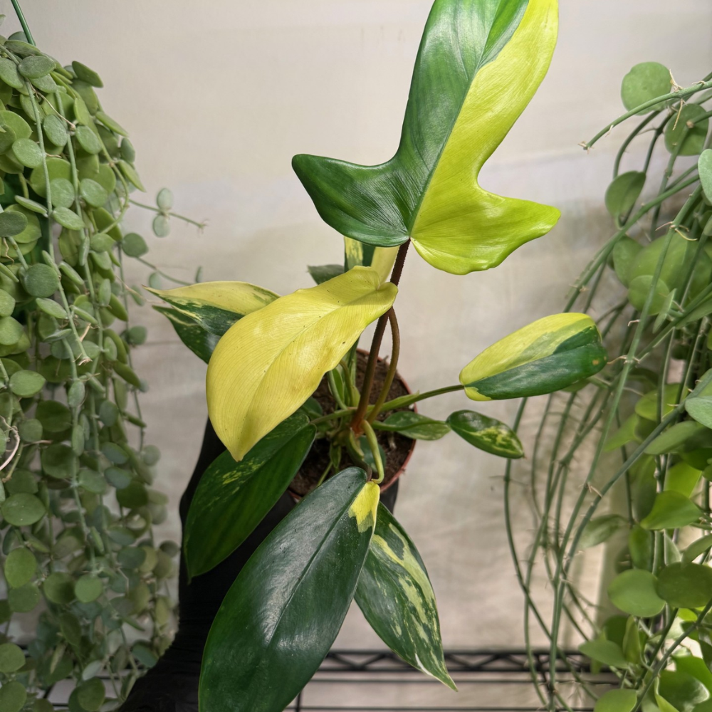 Philodendron 'Florida Beauty' 9cm - #1