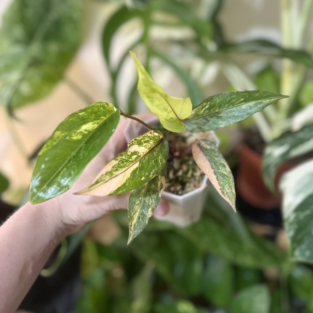 Anthurium hookeri 'Red Flamingo Variegated'