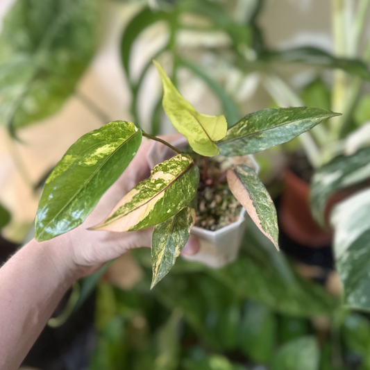Anthurium hookeri 'Red Flamingo Variegated'