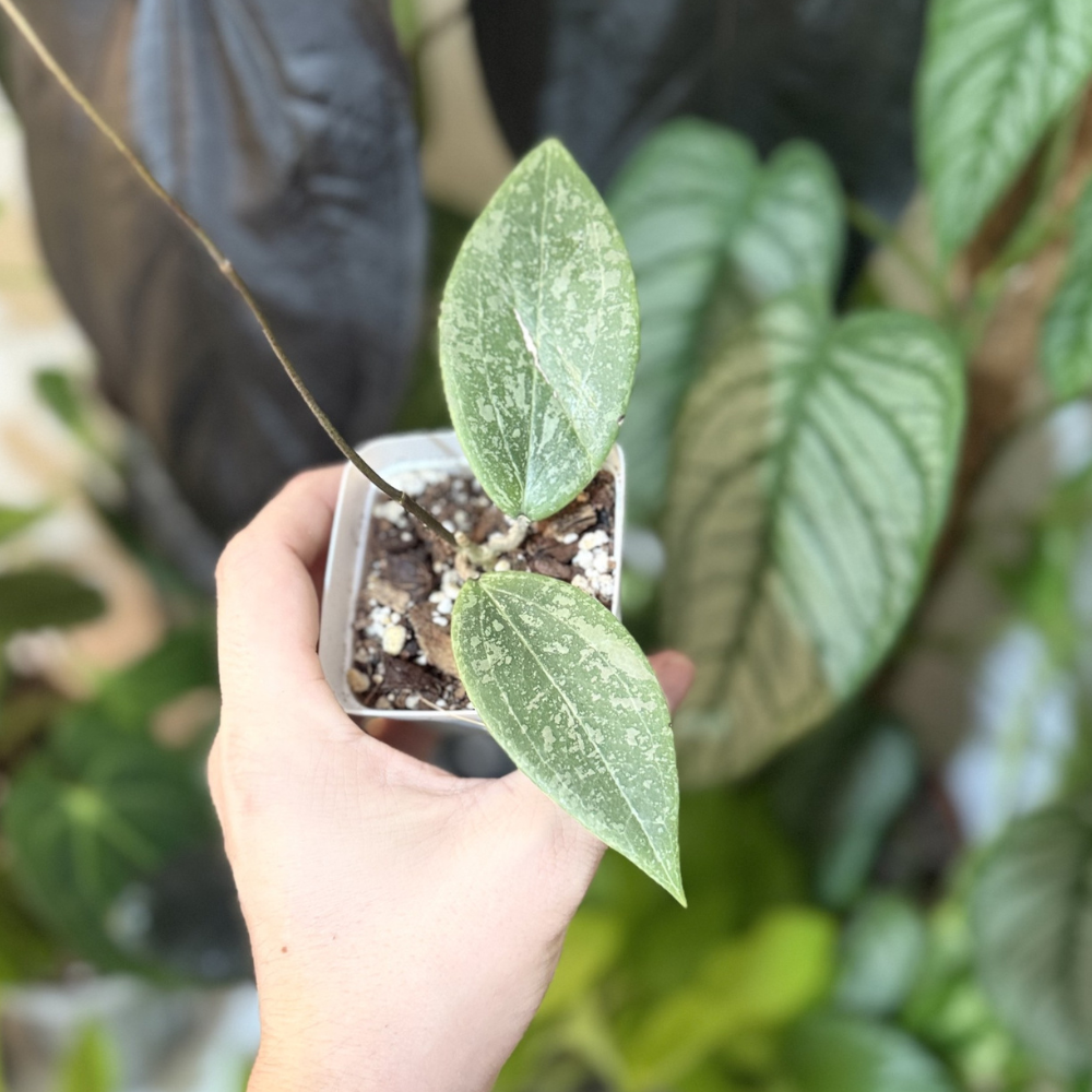 Hoya verticillata (wibergiae)