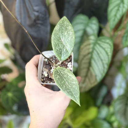 Hoya verticillata (wibergiae)