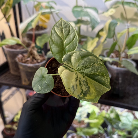 Alocasia 'Silver Dragon Variegated'