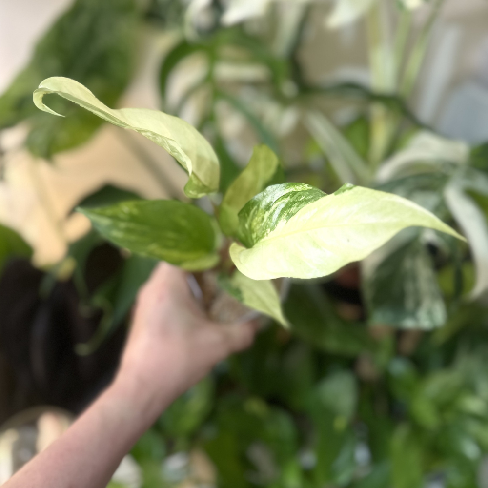 Anthurium hookeri 'White Variegated'