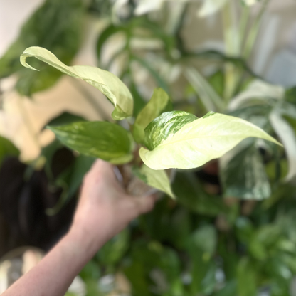 Anthurium hookeri 'White Variegated'