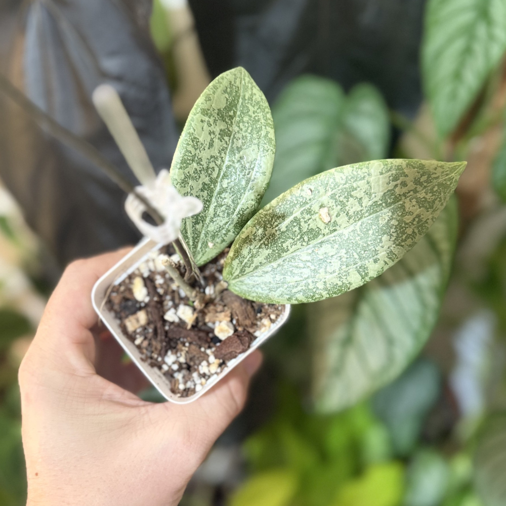 Hoya verticillata (wibergiae)