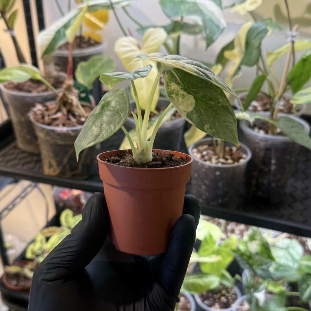 Alocasia 'Silver Dragon Variegated'